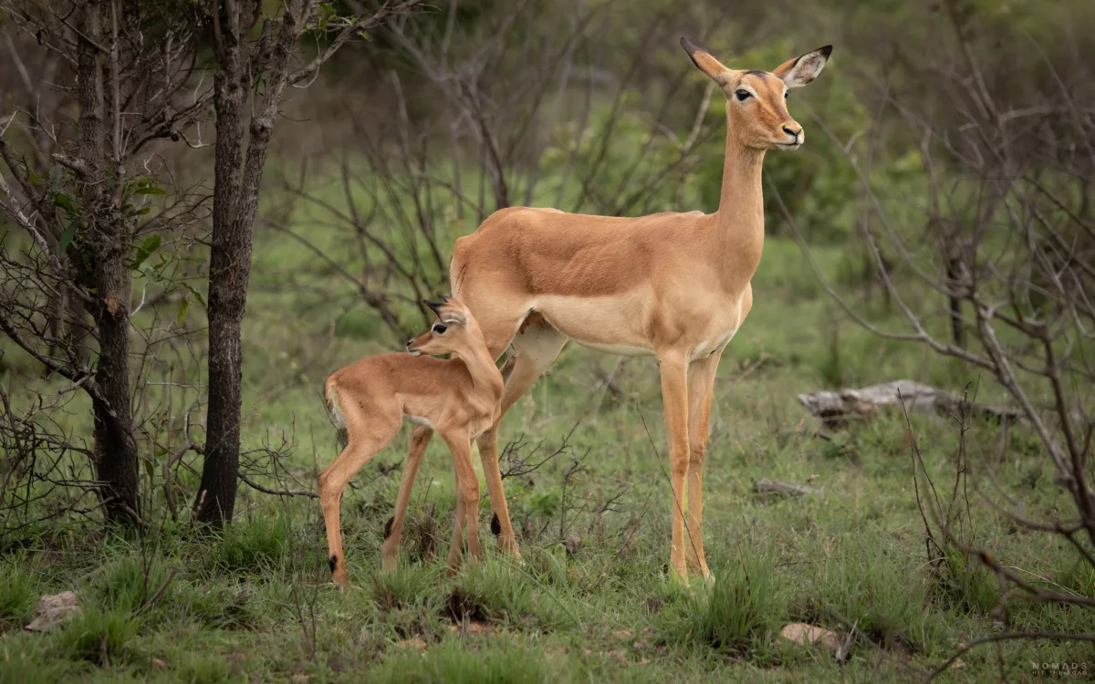 Zwei Impala, Muttertier und Kind, auf Safari im Kruger National Park