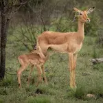 Zwei Impala, Muttertier und Kind, auf Safari im Kruger National Park