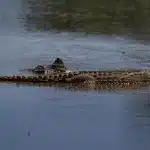 Krokodil im Wasser