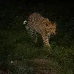 Leopard auf Safari im Kruger National Park