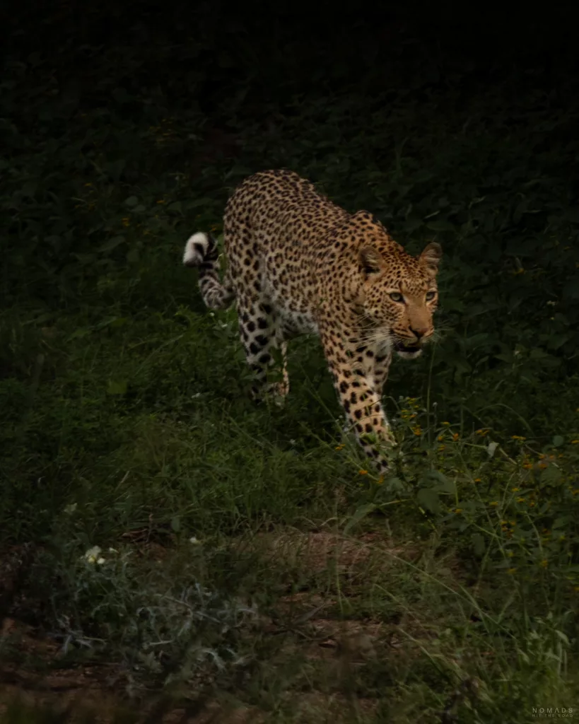Leopard auf Safari im Kruger National Park