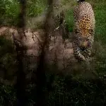 Leopard läuft auf Grad zwischen Büschen entlang