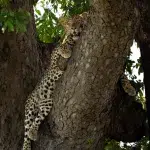 Leopard hängt im Baum auf Safari im Kruger National Park