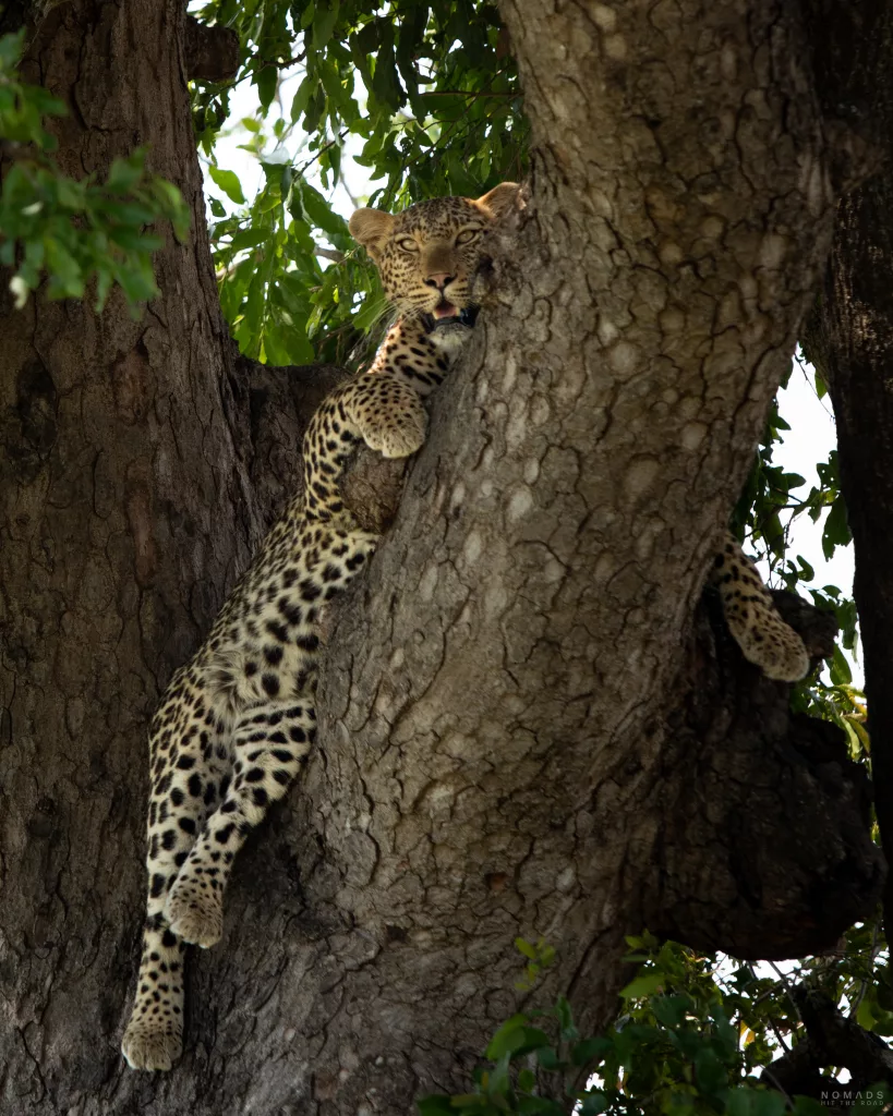 Leopard im Baum auf Safari im Kruger National Park