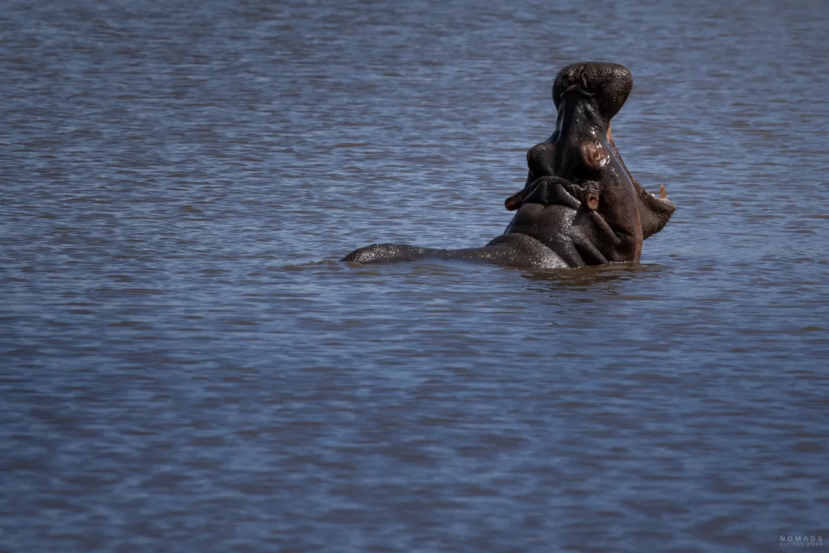 Nilpferd mit offenem Maul im Wasser auf Safari im Kruger National Park