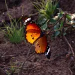 Orangefarbener Schmetterling mit weißen und schwarzen Punkten