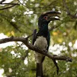Schwarz weißer Vogel im Baum sitzend