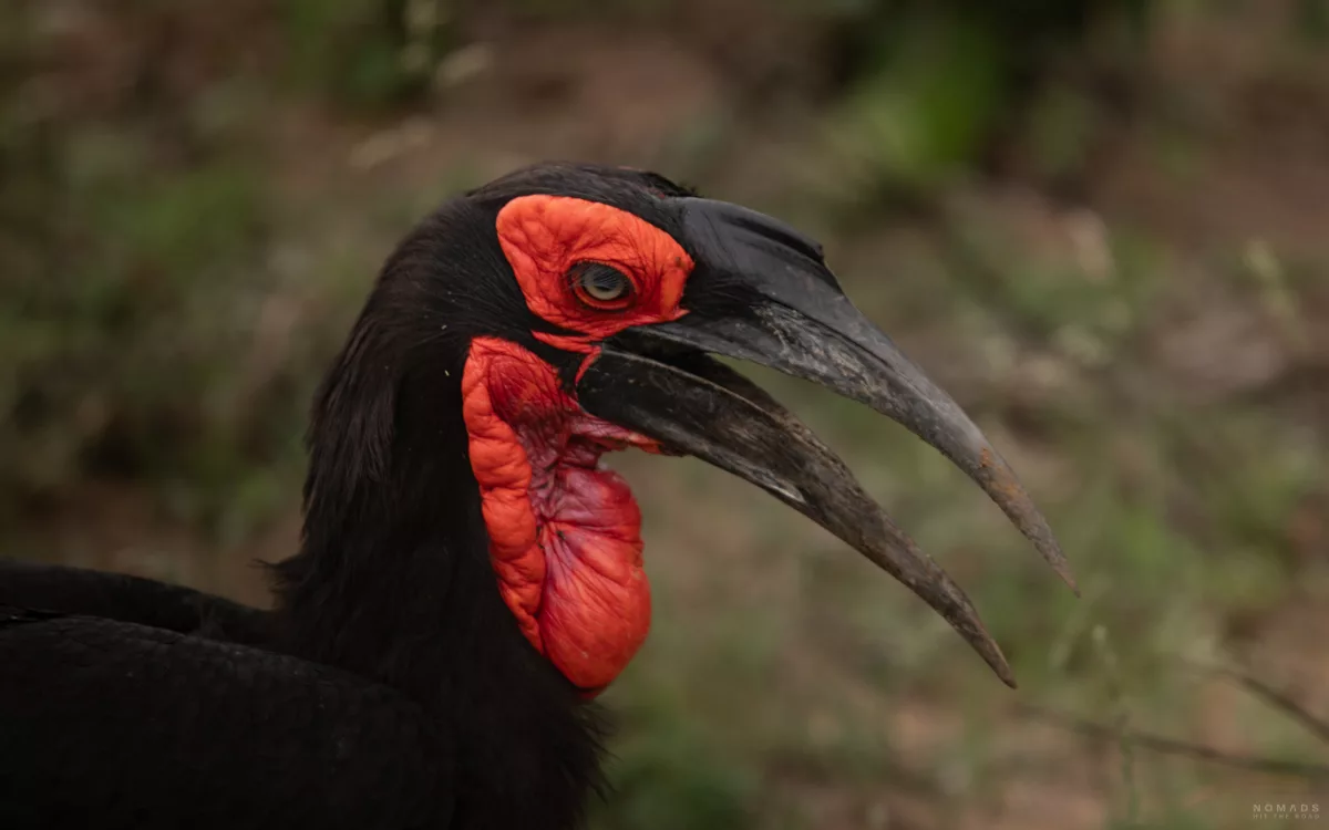 Schwarzer Vogel mit roten Akzenten