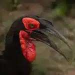 Schwarzer Vogel mit roten Akzenten