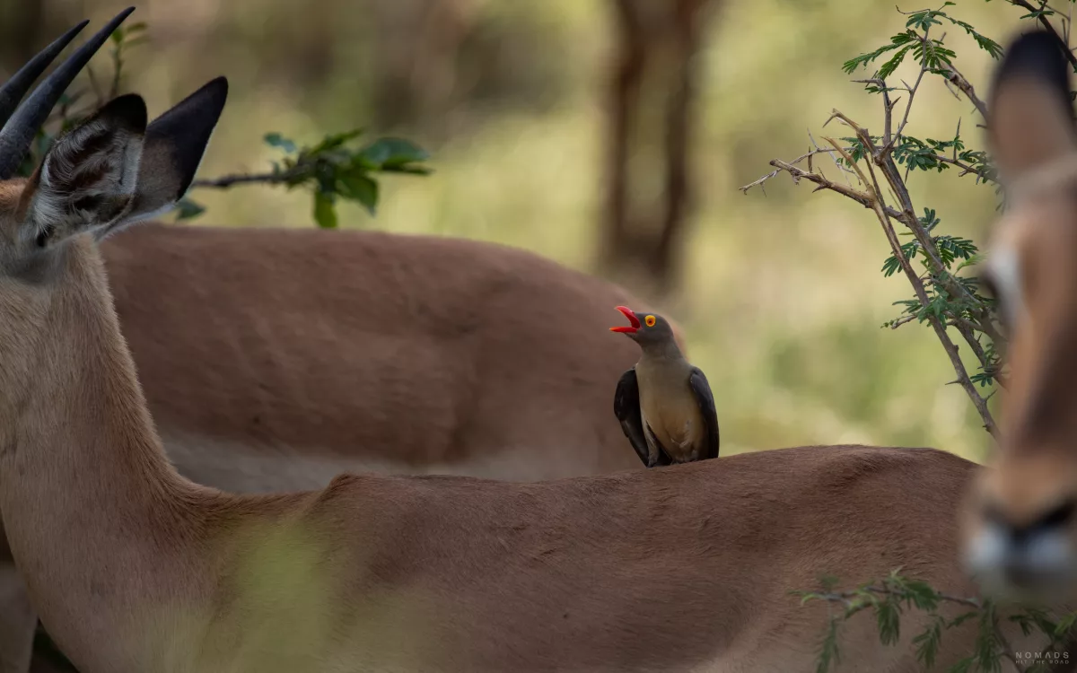 Vogel auf Impala sitzend