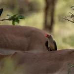 Vogel auf Impala sitzend