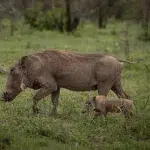 Warzenschwein mit Jungtier