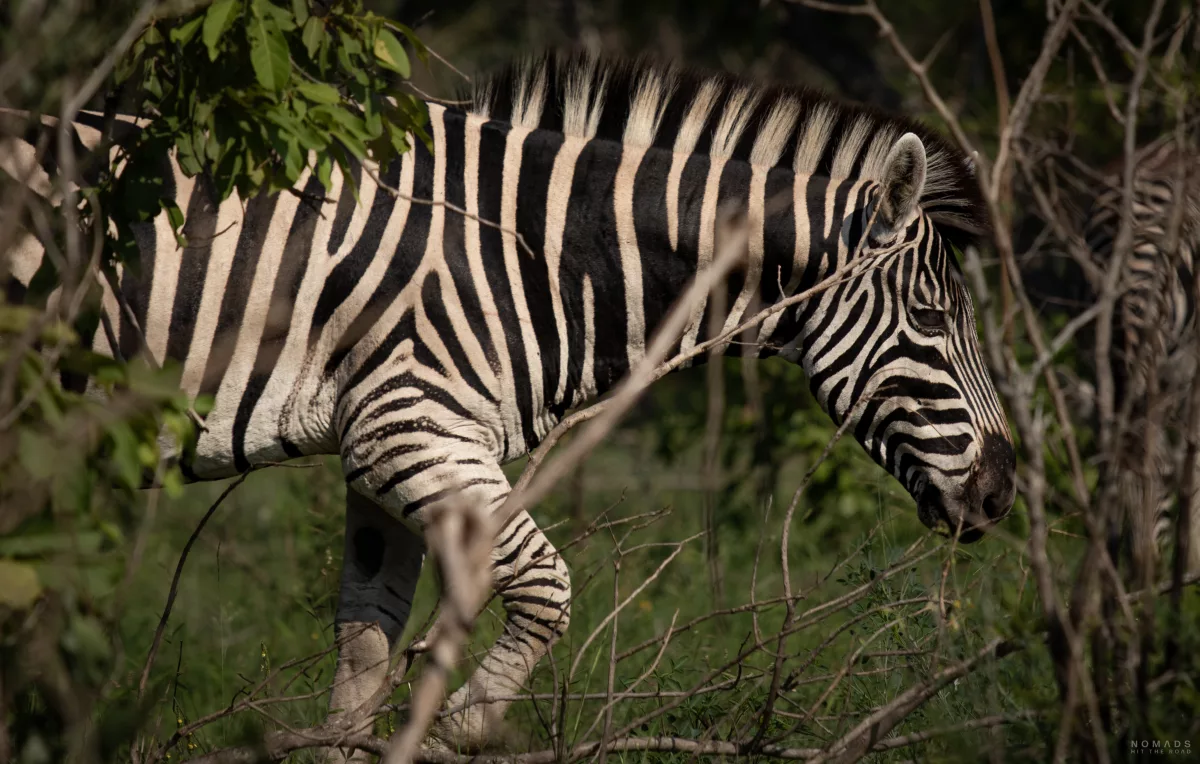 Zebra seitlich auf Safari im Kruger National Park