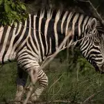 Zebra seitlich auf Safari im Kruger National Park