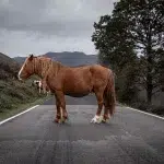 Pferd steht mittig auf einer Straße in den Bergen Asturiens