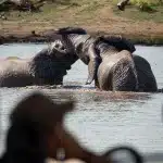 Zwei Elefanten spielen ausgelassen im Wasser