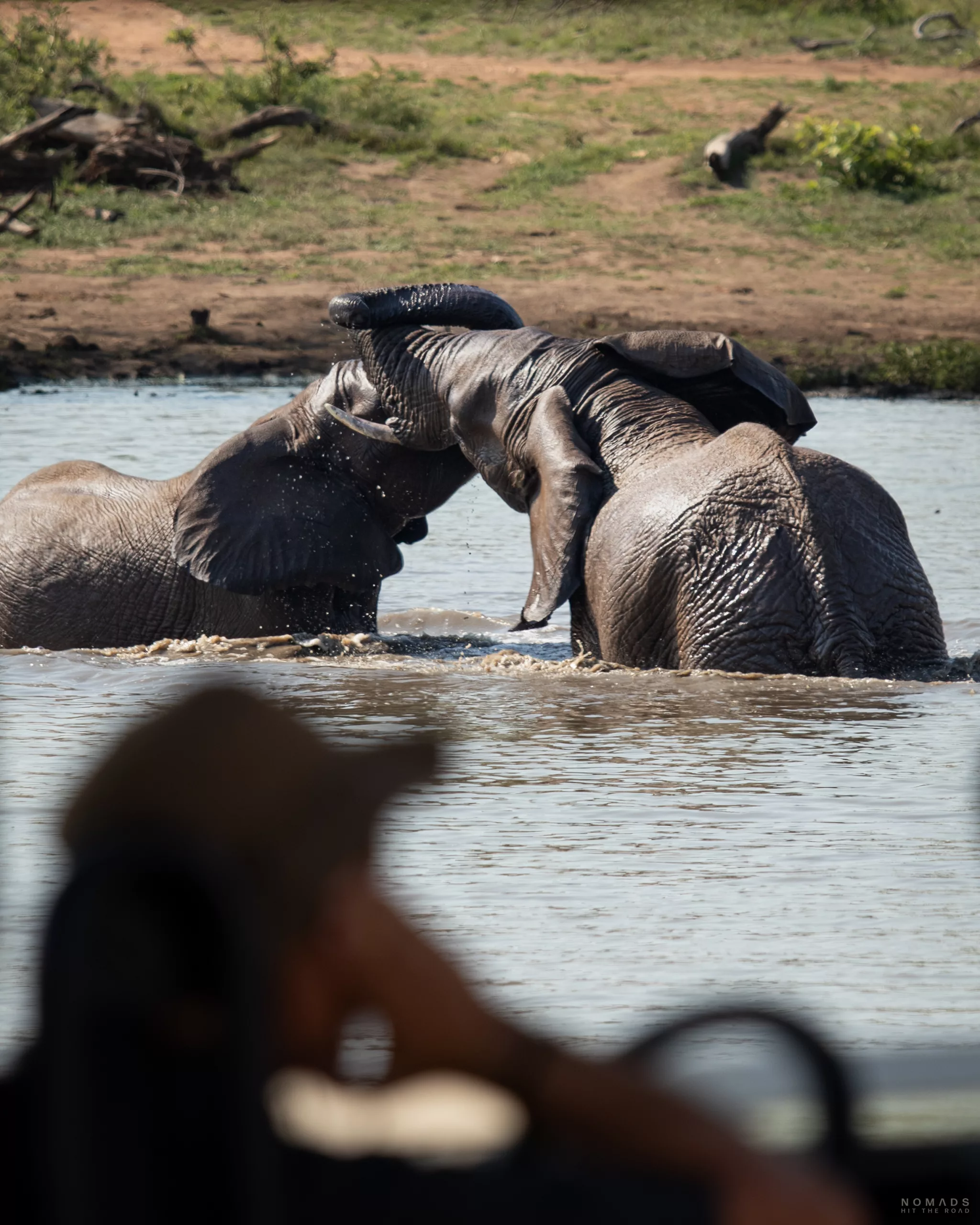 Zwei Elefanten spielen ausgelassen im Wasser