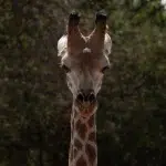Giraffe mit anliegenden Ohren aus der Nähe fotografiert