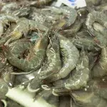 Garnelen auf einem lokalen thailändischem Markt für Thai Kochkurs