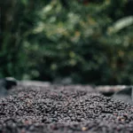 Kaffeebohnen beim trocknen in der Sonne auf einer Kaffeefarm in Boquete Panama