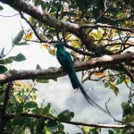 Der Quetzal: Seltener und unglaublich farbenfroher Vogel, der in Boquete zu finden ist