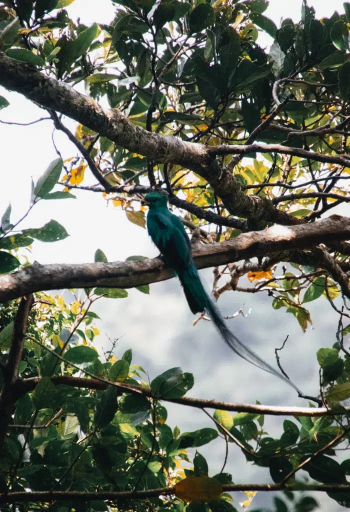 Quetzales in den Baumgipfeln des il Pianista in Boquete Panama