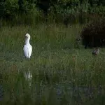 Rotgesichtlöffler im Wasser stehend im Naturschutzgebiet Rondevlei Nature Reserve