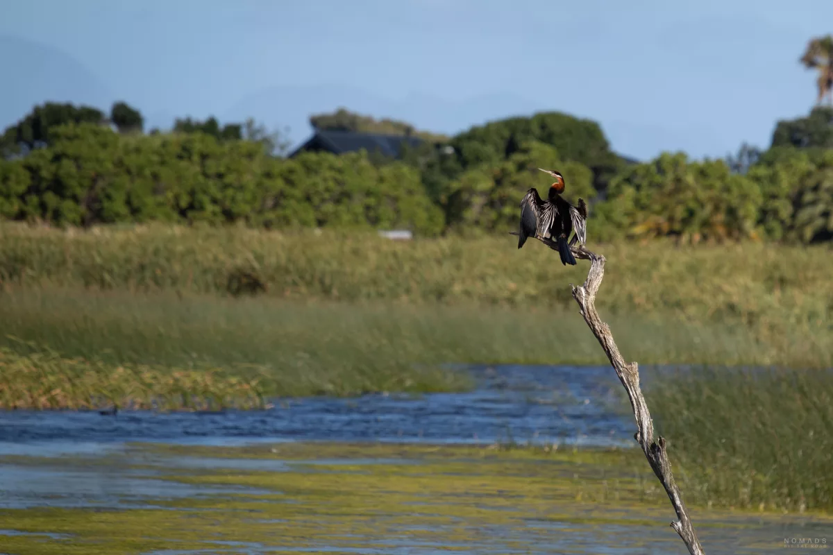 Afrikanischer Schlangenhalsvogel auf einem Baumast sitzend im Feuchtgebiet Rondevlei Nature Reserve