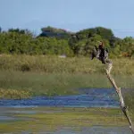 Afrikanischer Schlangenhalsvogel auf einem Baumast sitzend im Feuchtgebiet Rondevlei Nature Reserve