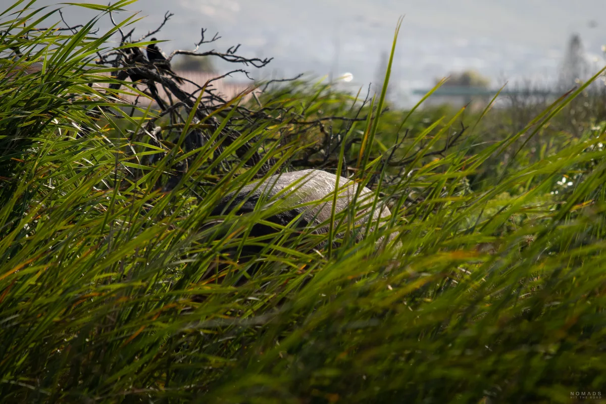 Kapstadt Sehenswürdigkeiten: Teil eines Nilpferded versteckt im hohen Gras im Feuchtgebiet Rondevlei Nature Reserve