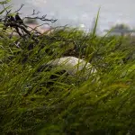 Kapstadt Sehenswürdigkeiten: Teil eines Nilpferded versteckt im hohen Gras im Feuchtgebiet Rondevlei Nature Reserve