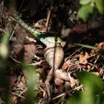 Grüne Schlange die einen weißen Frosch verspeist im Greater Kruger