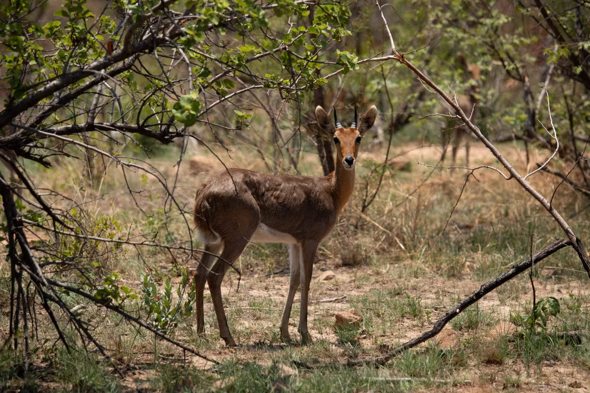 kleine Antilope in den Büschen des National Park
