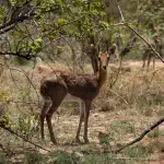 kleine Antilope in den Büschen des National Park