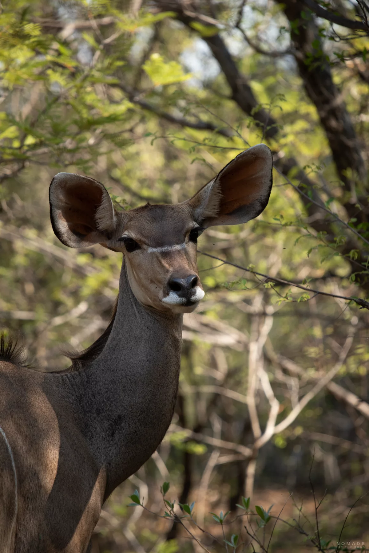 Antilope in den Büschen des Marakele National Park