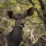 Antilope in den Büschen des Marakele National Park
