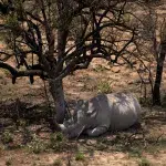 Nashorn liegt unter einem Baum im Schatten im Marakele National Park