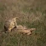 Zwei Leoparden Schildkröten auf einer Wiese