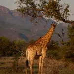 Giraffe neben einem Baum und vor den Bergen am Marakele National Park zur golden hour