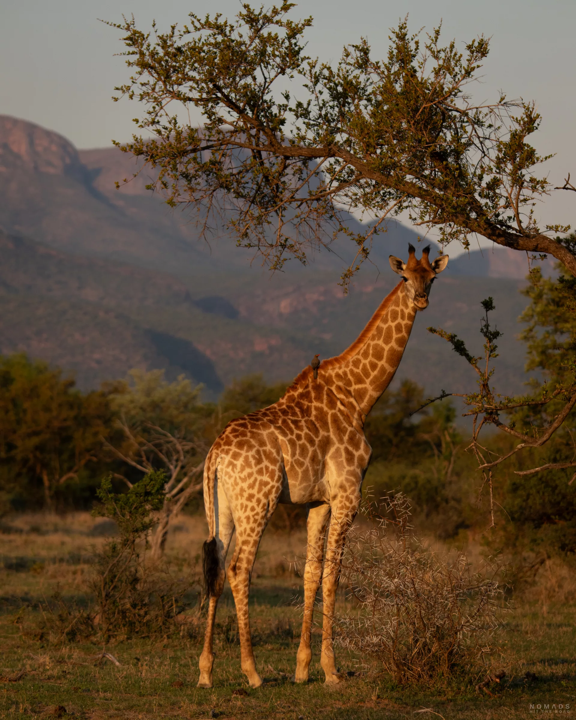 Giraffe vor den Bergen am Marakele National Park