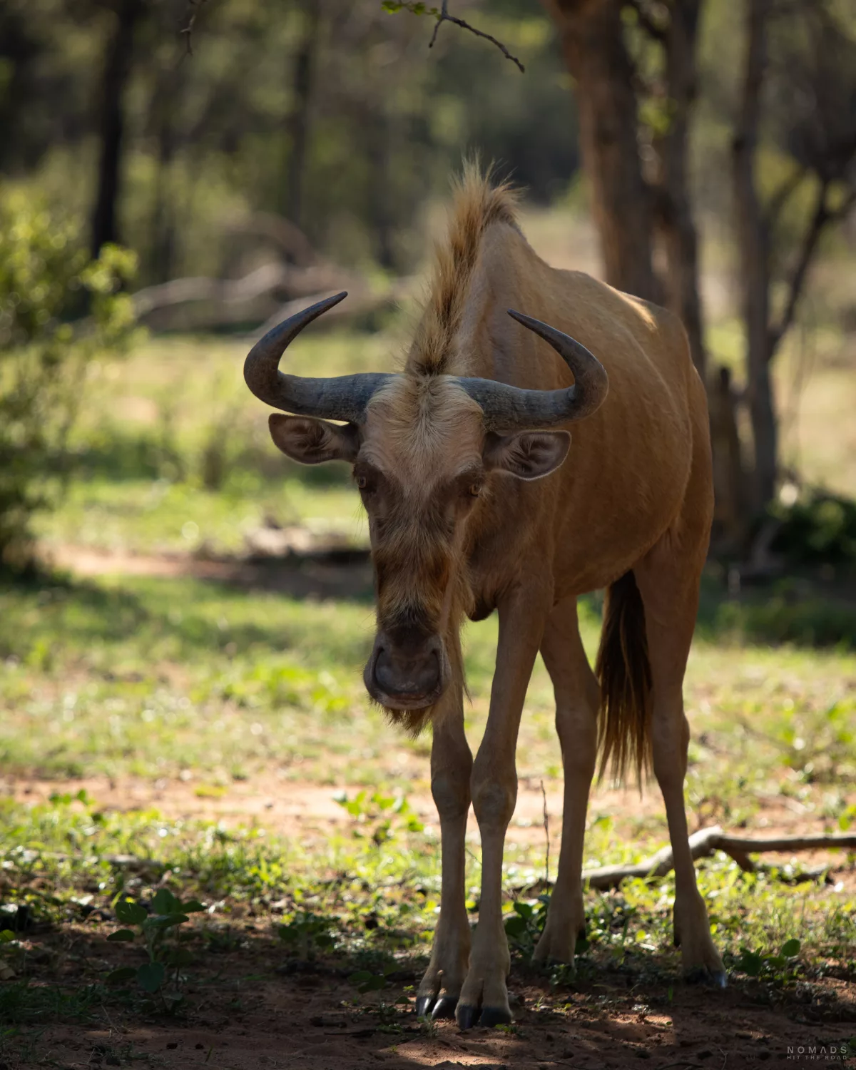 Goldenes Gnu auf dem Farmgelände von Luara Wildlife in der Nähe des Marakele National Park