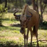 Goldenes Gnu auf dem Farmgelände von Luara Wildlife in der Nähe des Marakele National Park