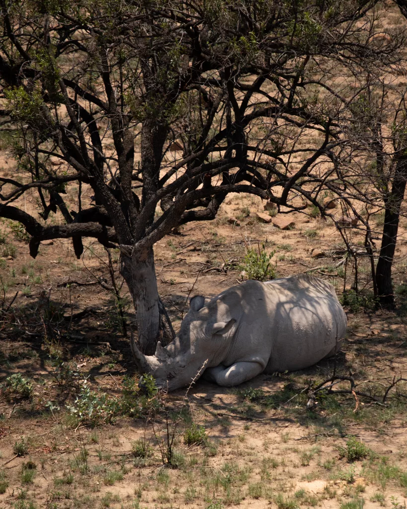 Nashorn liegt unter einem Baum im Schatten im Marakele National Park
