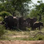 Herde Elefanten die im Greater Kruger nahe bei einander stehen