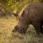 Ein Nashorn frisst während der Golden Hour im Greater Kruger