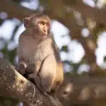 Affe sitzt auf einem Baum