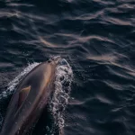 Delfin beim Sonnenuntergang auf den Malediven