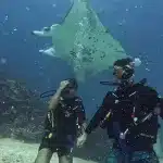 Auf den Malediven tauchen wie diese Paar vor einem Manta Rochen