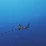 ein kleiner Adlerrochen im blauen Wasser der Malediven
