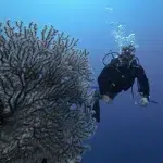 Auf den Malediven tauchen, ein Paradies voller Korallen und Fischen